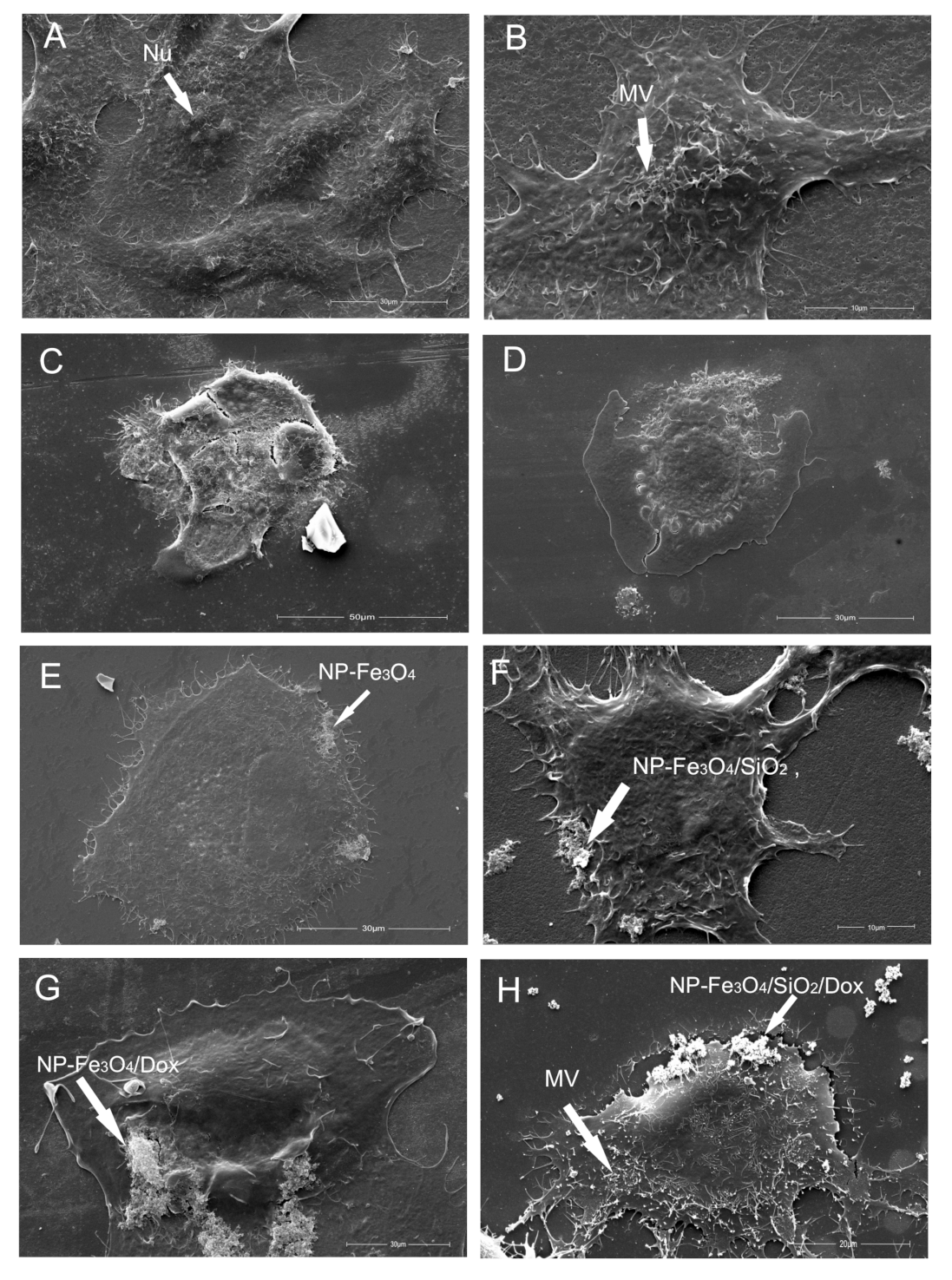 Magnetochemistry 08 00114 g006 Magnetochemistry 08 00114 g006