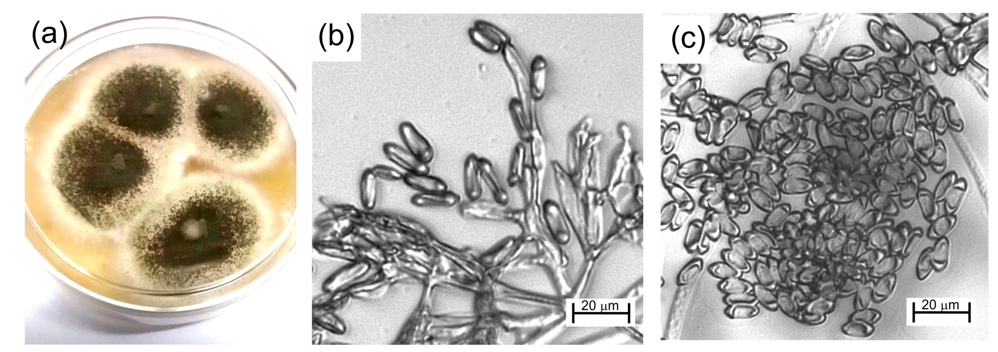 Magnetochemistry 08 00139 g002
