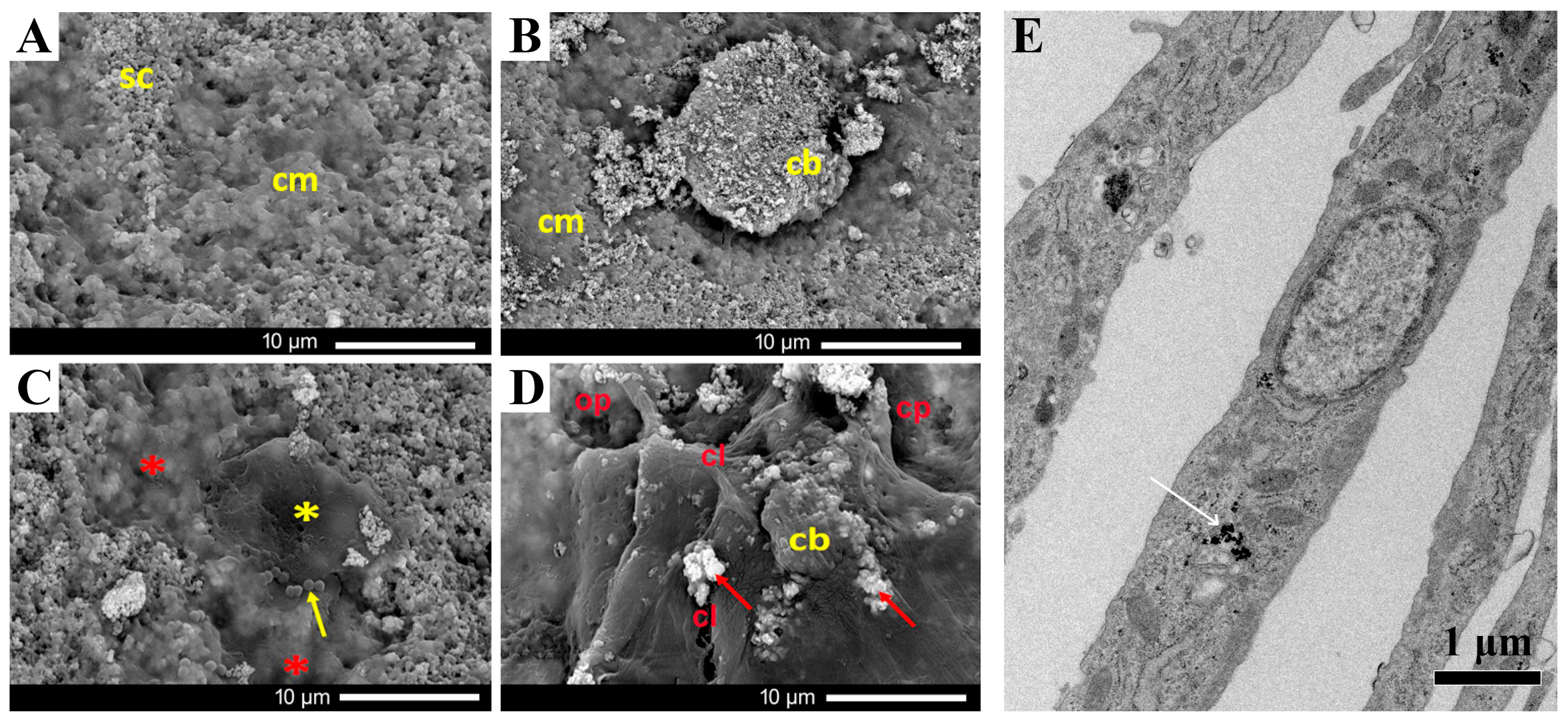 Magnetochemistry 10 00046 g007