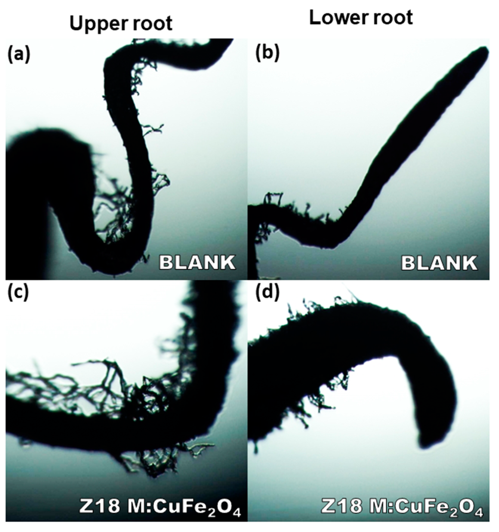 Magnetochemistry 10 00087 g016
