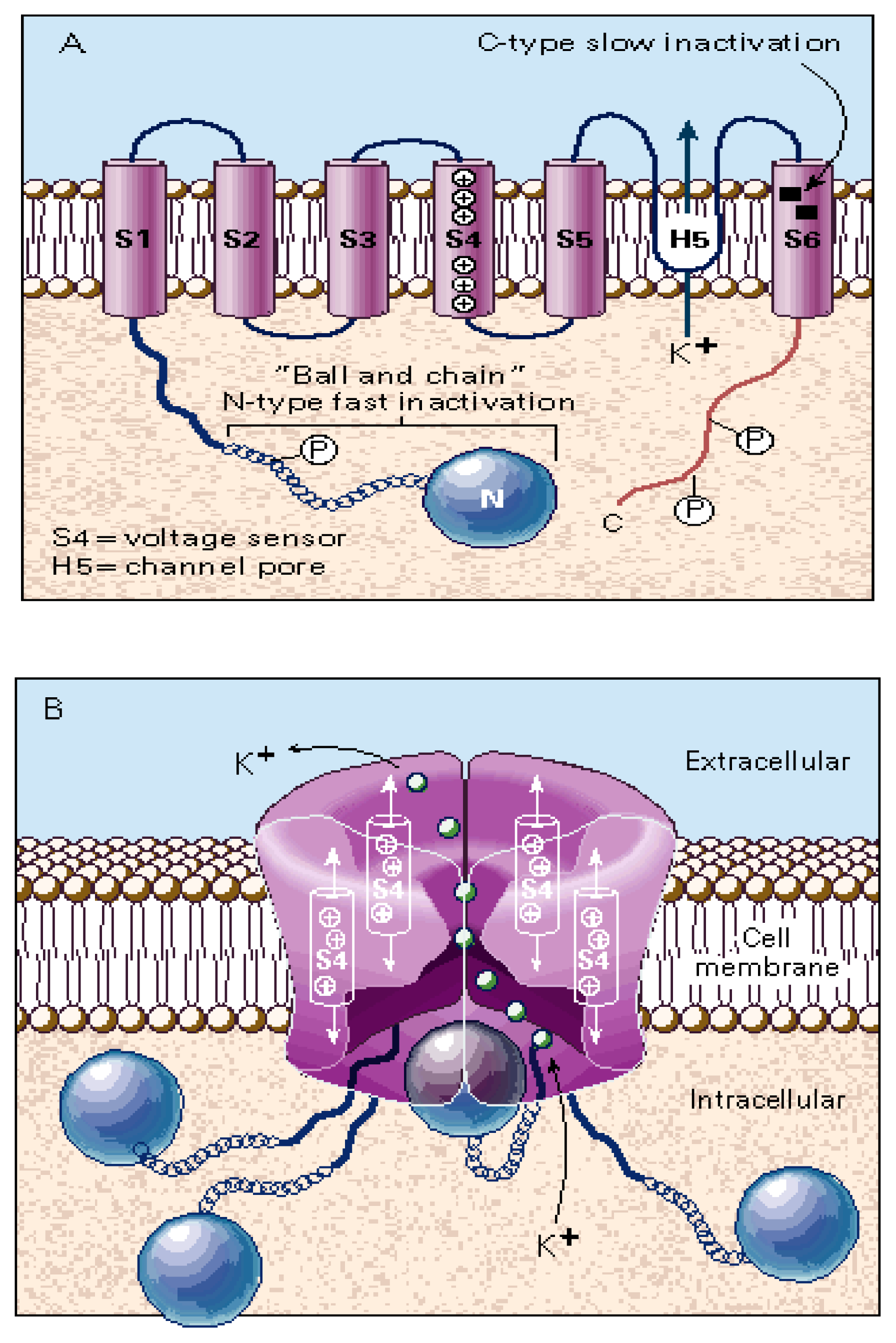 Marinedrugs 04 00037f5