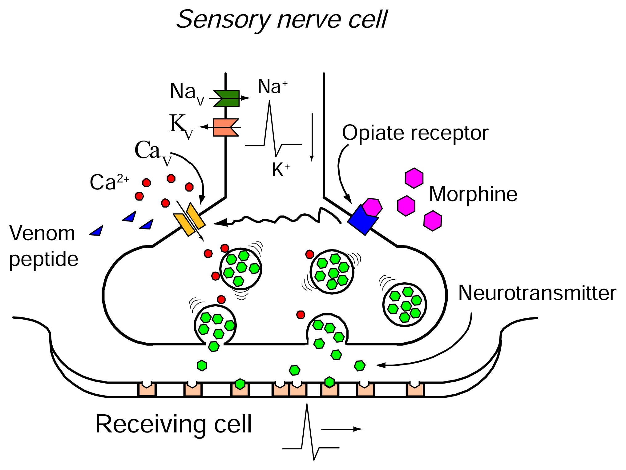 Marinedrugs 04 00193f3