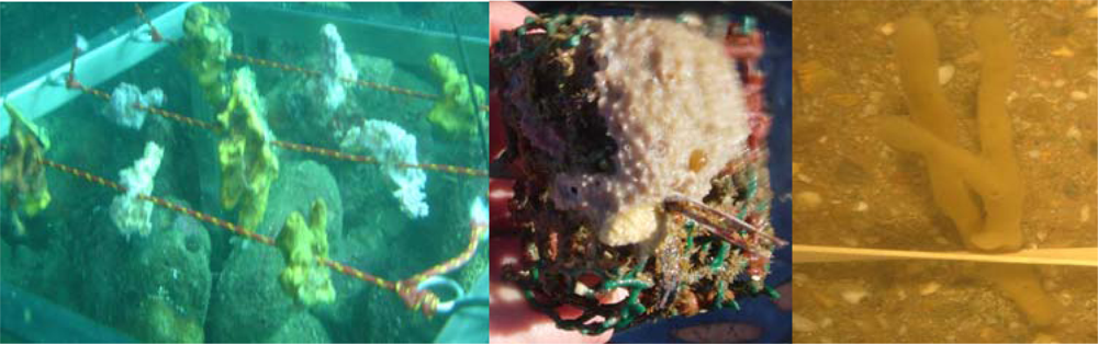 Marinedrugs 07 00787f3