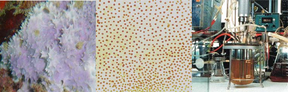 Marinedrugs 07 00787f4
