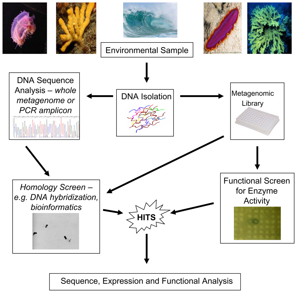 Marinedrugs 08 00608f1