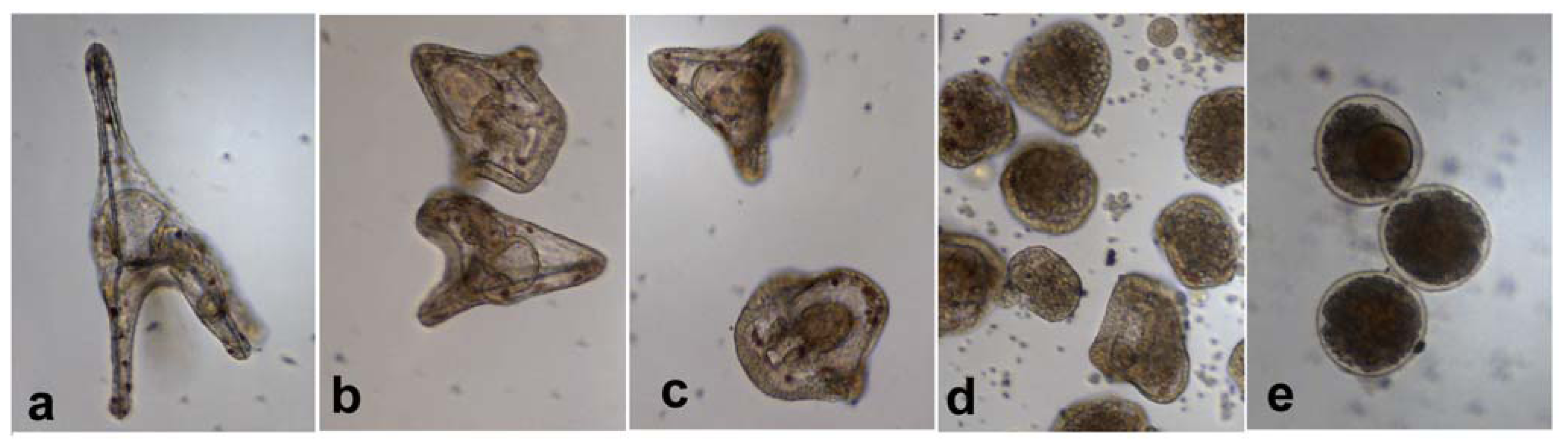 Marinedrugs 08 00950f5