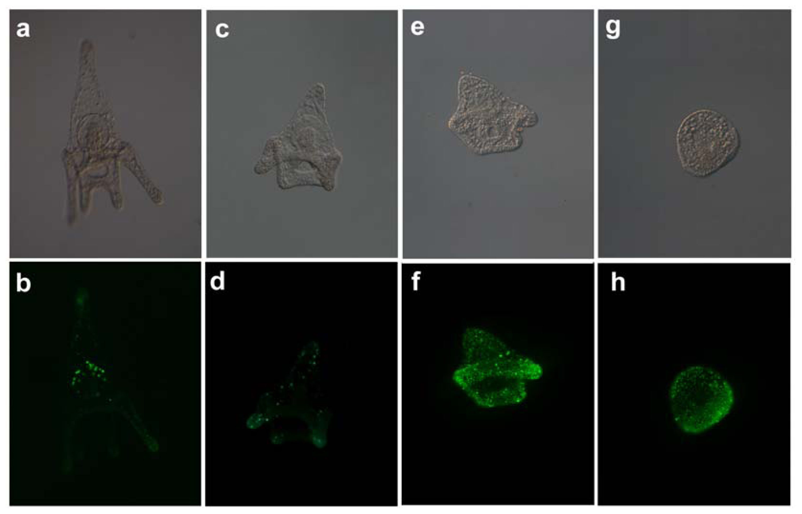 Marinedrugs 08 00950f7