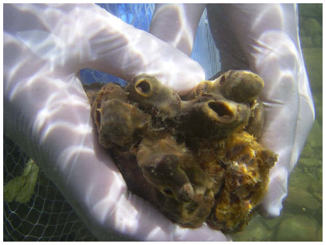 Marinedrugs 08 01059f2