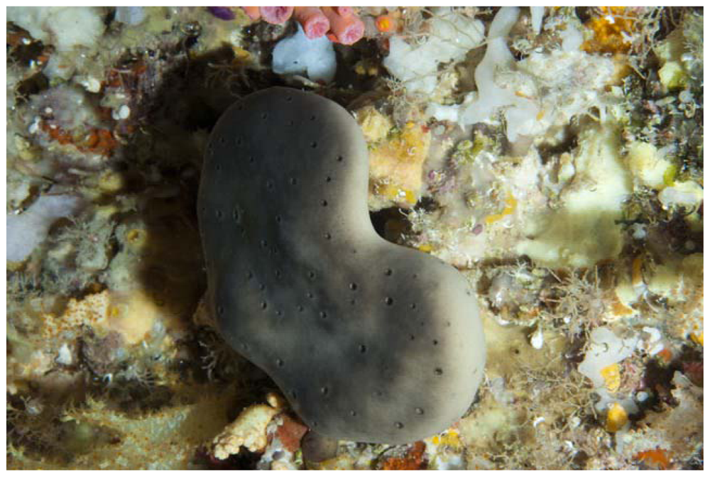 Marinedrugs 08 01059f4