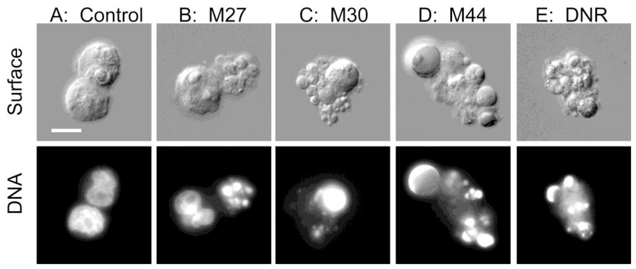 Marinedrugs 08 02659f4