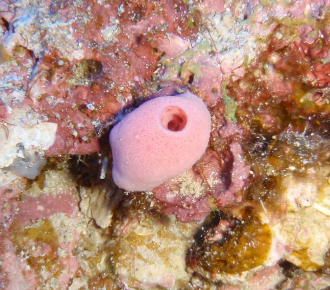 Marinedrugs 09 00382f2