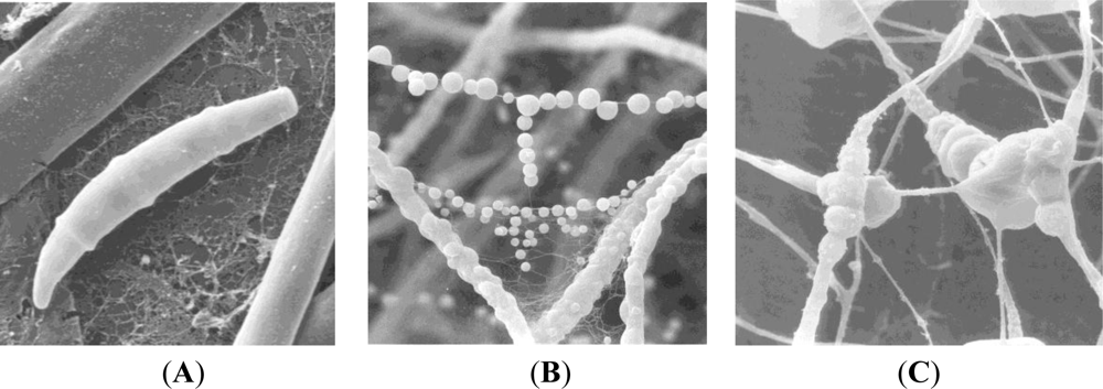 Marinedrugs 09 00561f1