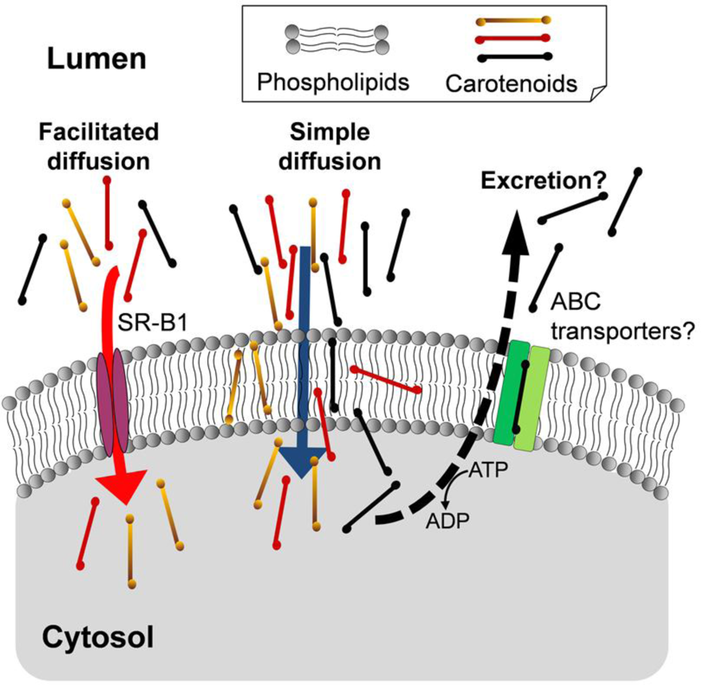 Marinedrugs 09 01024f2