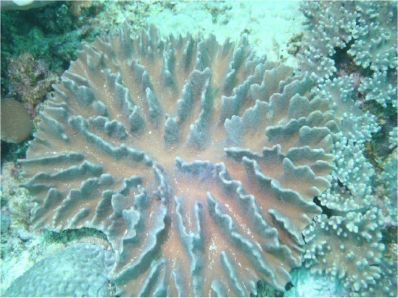 Marinedrugs 09 01307f1