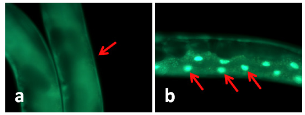 Marinedrugs 09 02256f1a