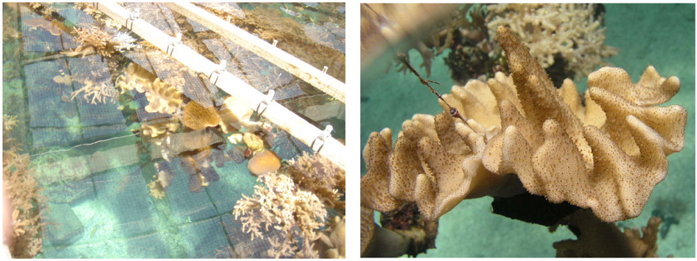 Marinedrugs 09 02526 g001 1024