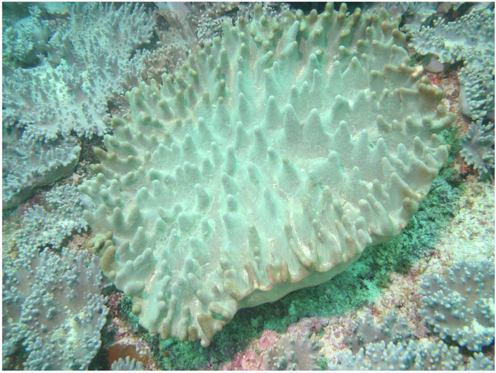 Marinedrugs 09 02705 g001 1024