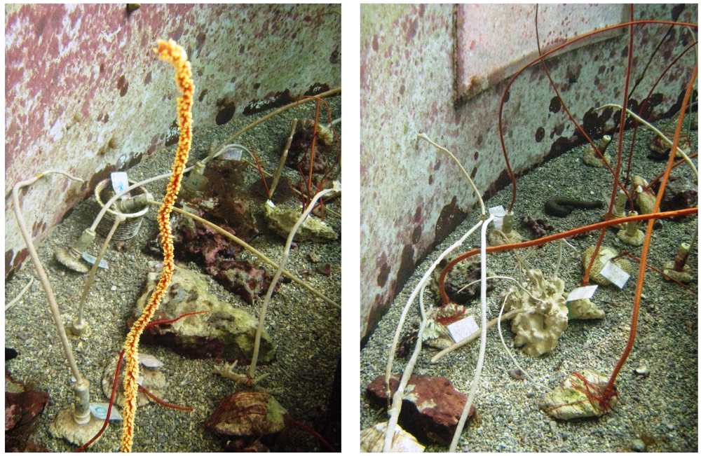 Marinedrugs 09 02773 g001 1024