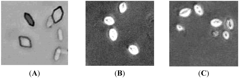 Marinedrugs 10 00119 g002 1024