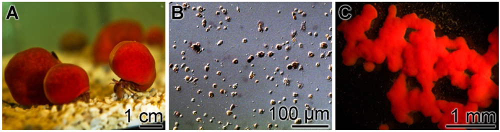 Marinedrugs 10 00177 g001 1024