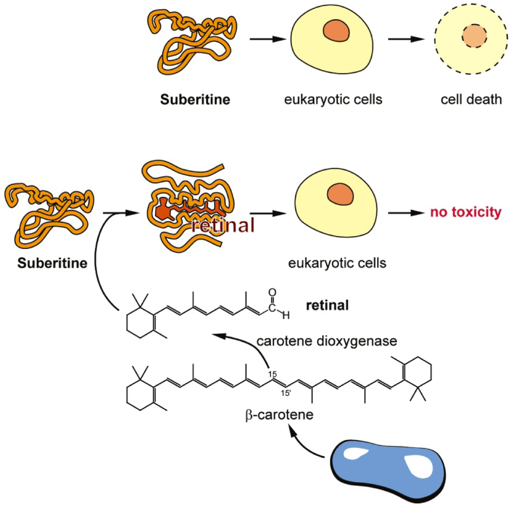 Marinedrugs 10 00177 g009 1024