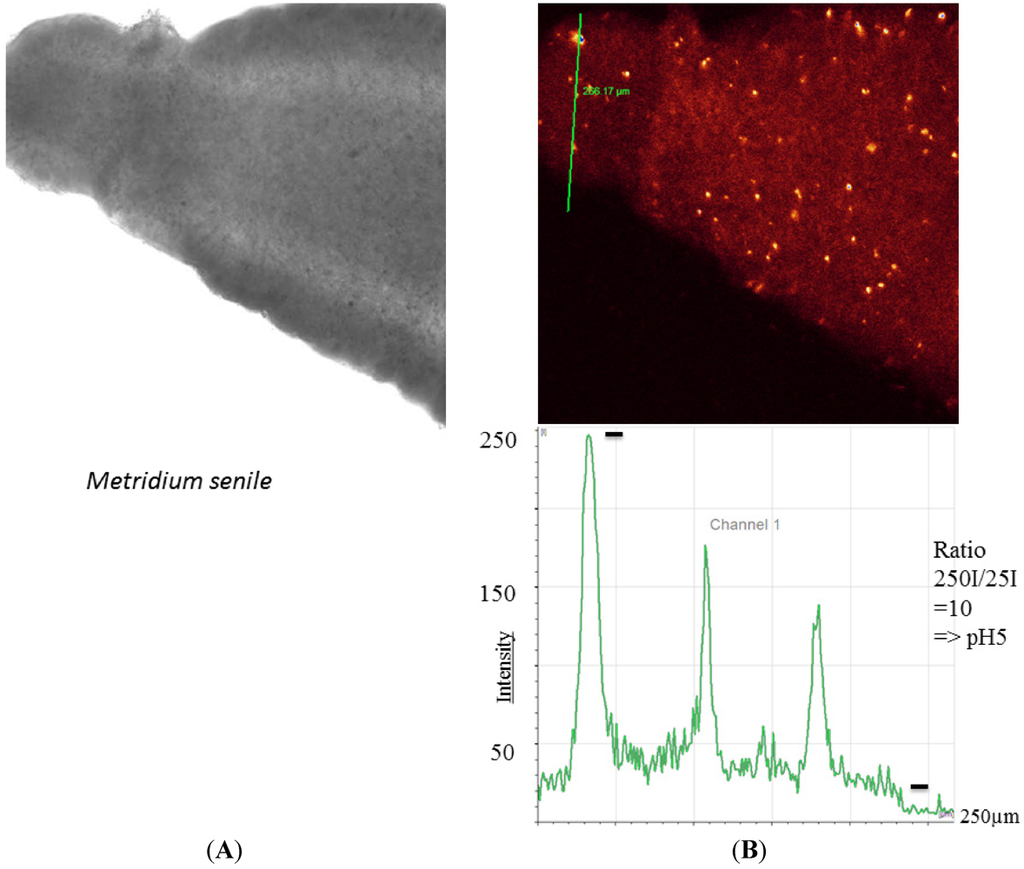 Marinedrugs 10 00223 g004 1024