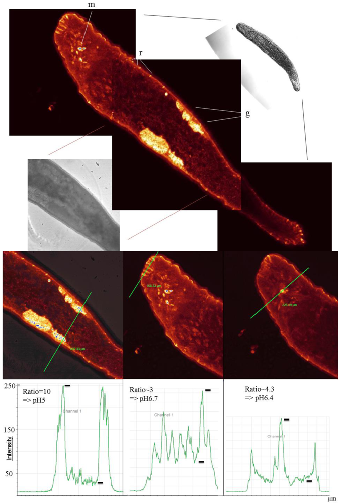 Marinedrugs 10 00223 g005 1024