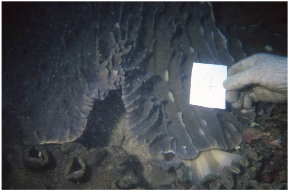 Marinedrugs 10 00306 g001 1024