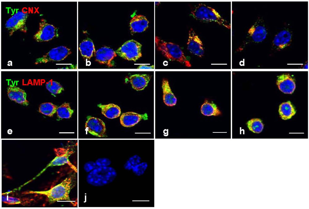 Marinedrugs 10 00465 g005 1024