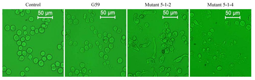 Marinedrugs 10 00559 g004