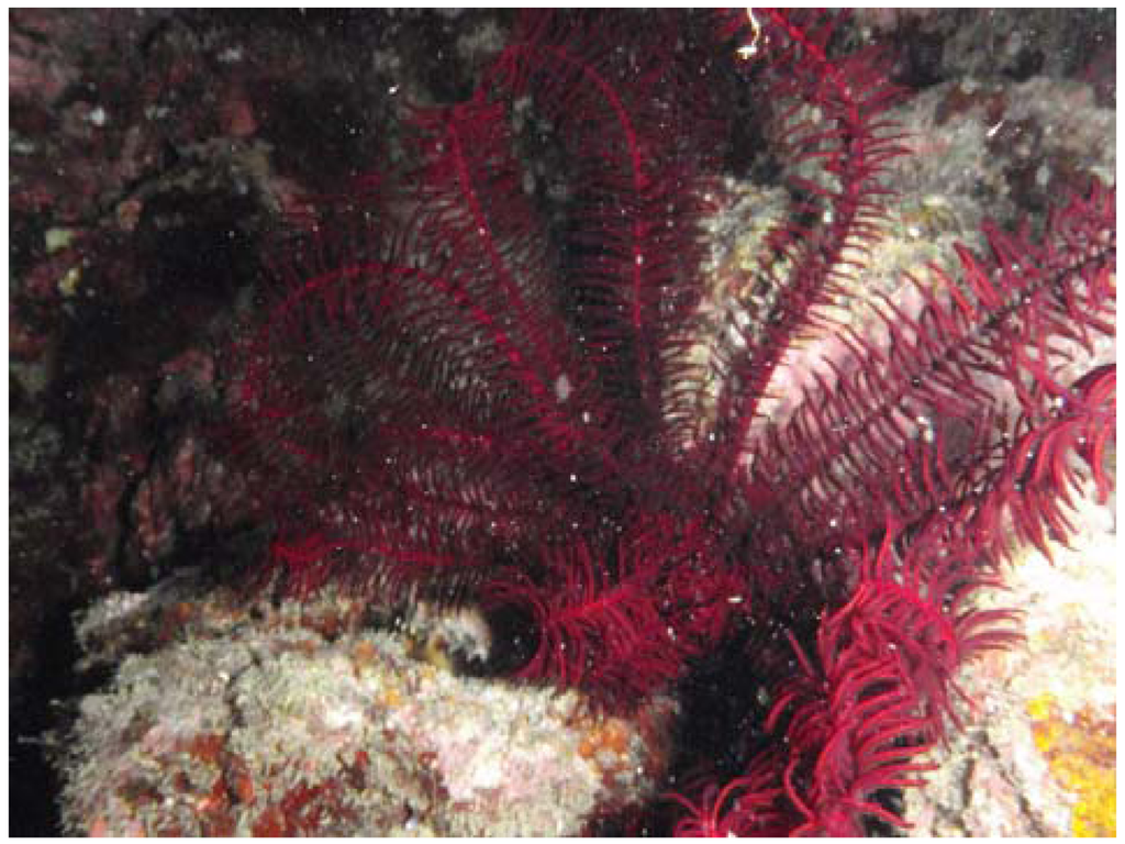 Marinedrugs 10 00744 g002 1024