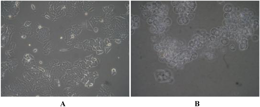 Marinedrugs 10 01126 g004