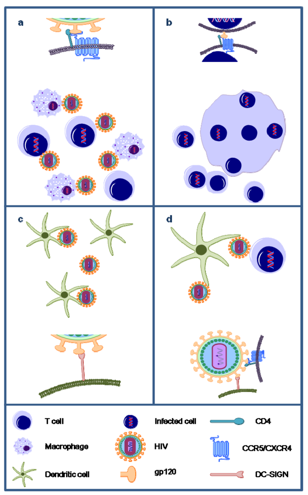 Marinedrugs 10 01476 g003 1024