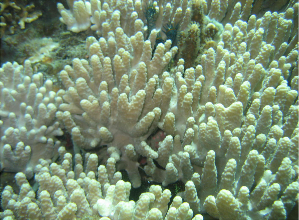 Marinedrugs 10 01528 g001 1024