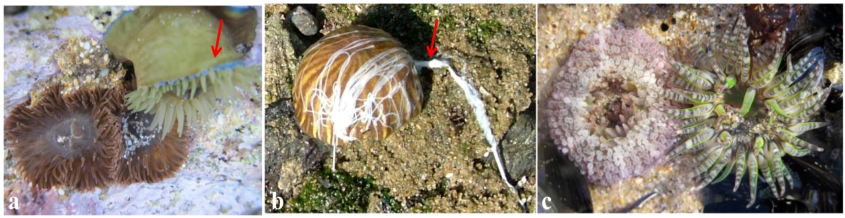 Marinedrugs 10 01812 g003