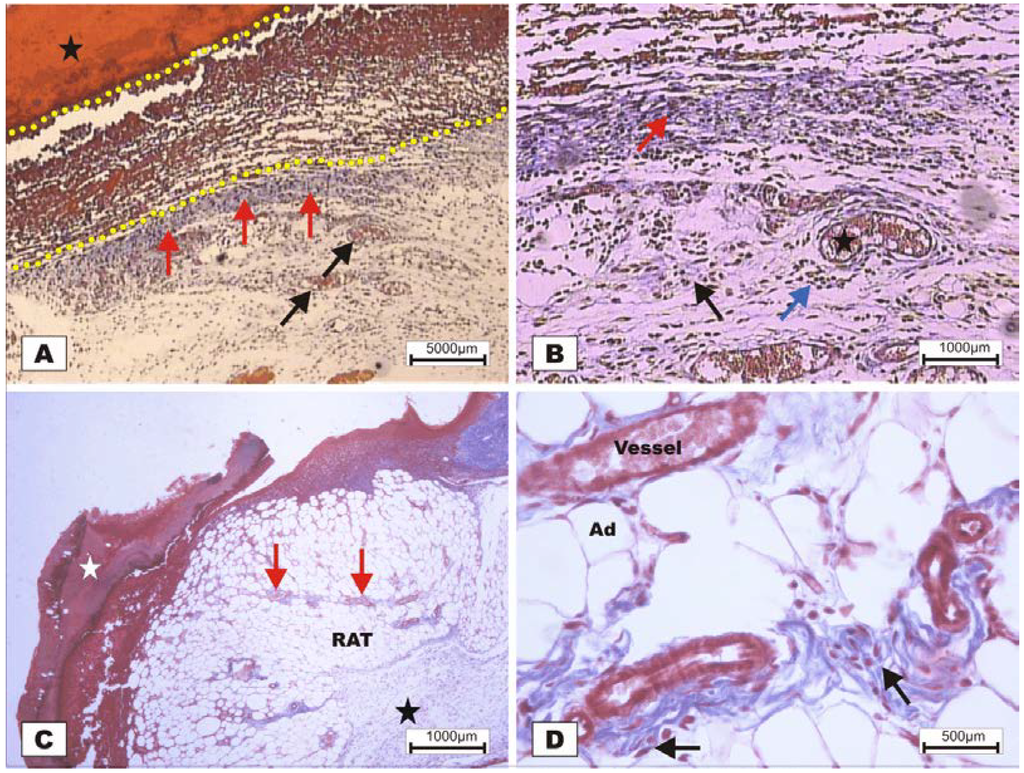 Marinedrugs 10 01936 g008 1024