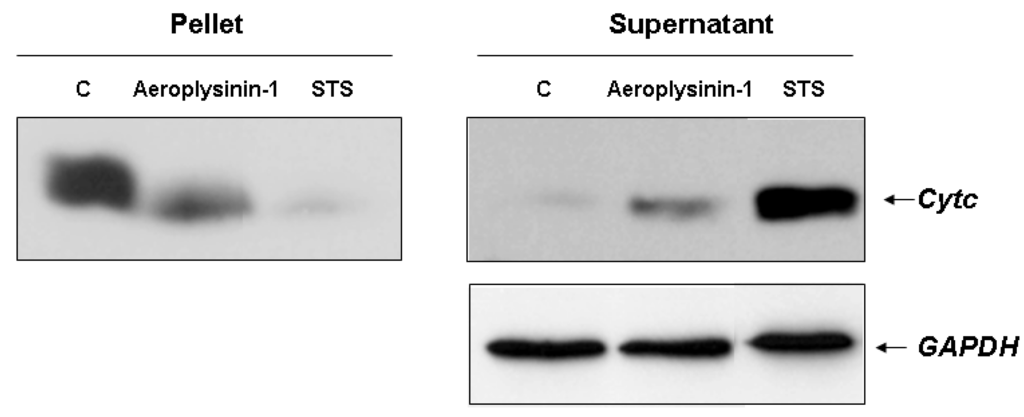 Marinedrugs 10 02033 g005 1024