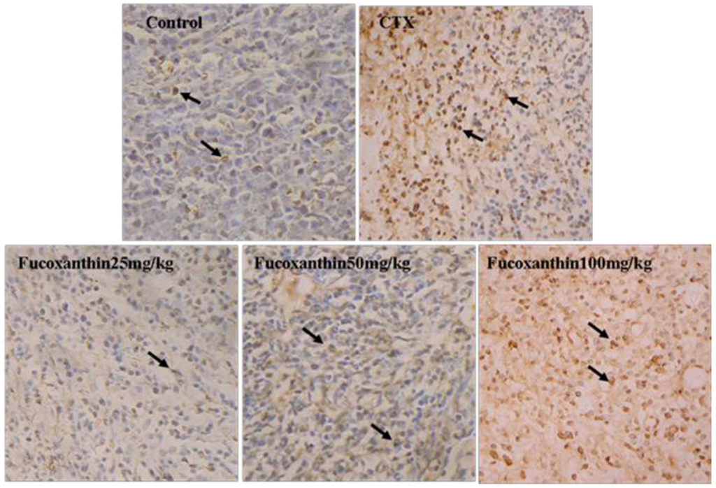 Marinedrugs 10 02055 g001 1024