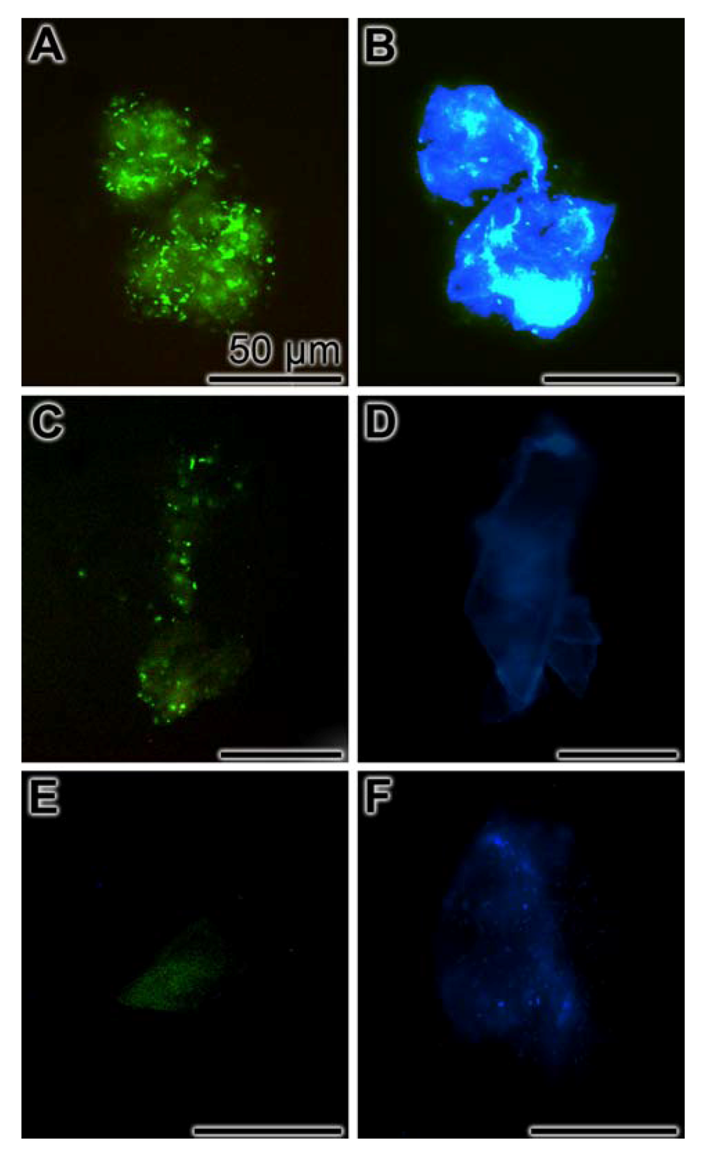 Marinedrugs 10 02369 g006 1024