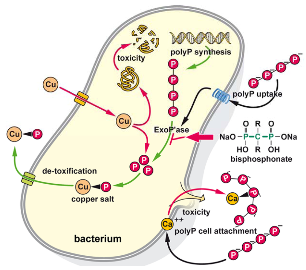 Marinedrugs 10 02369 g007 1024