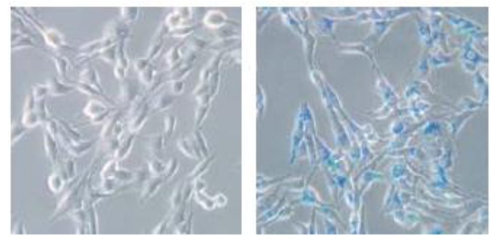 Marinedrugs 10 02403 g006 1024