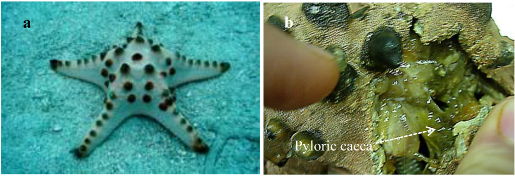 Marinedrugs 10 02467 g001 1024