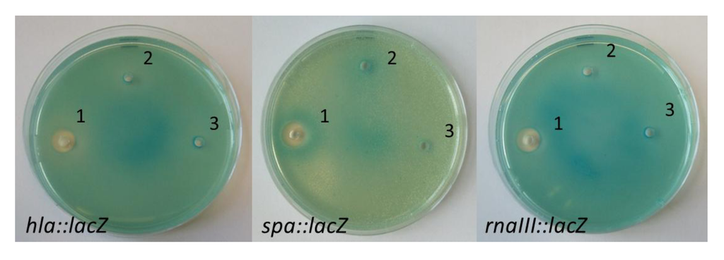 Marinedrugs 10 02584 g003 1024