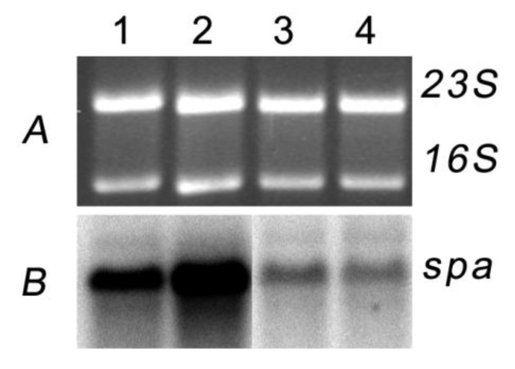 Marinedrugs 10 02584 g004 1024