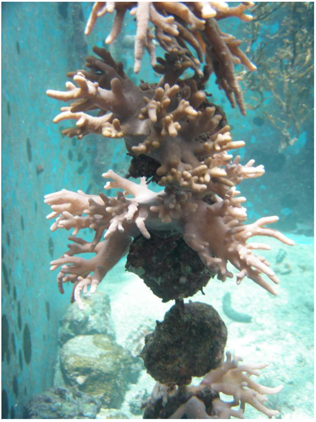 Marinedrugs 11 00114 g001 1024