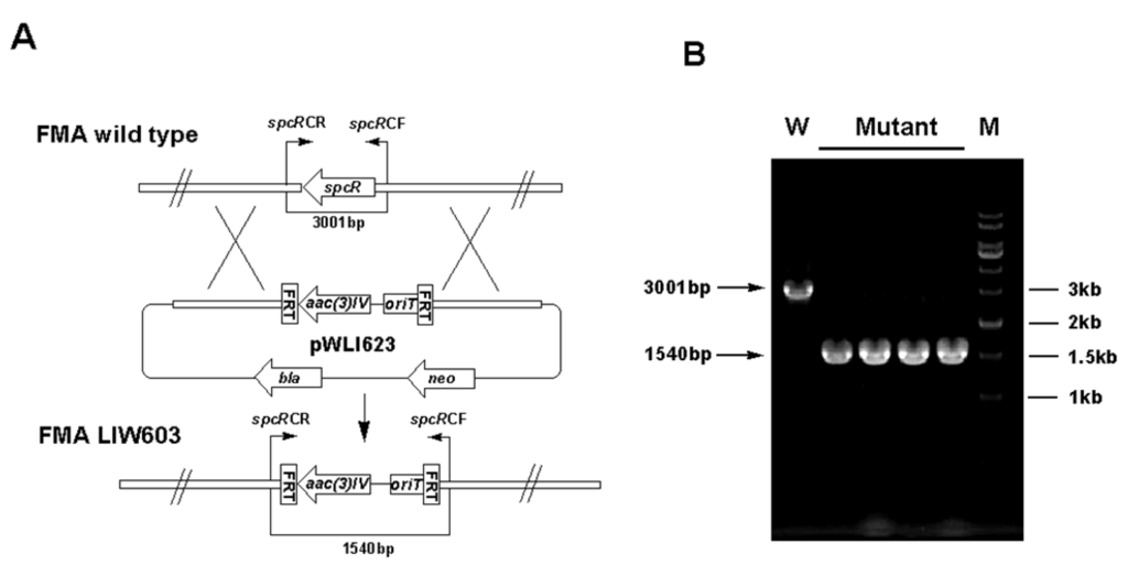 Marinedrugs 11 00466 g006 1024