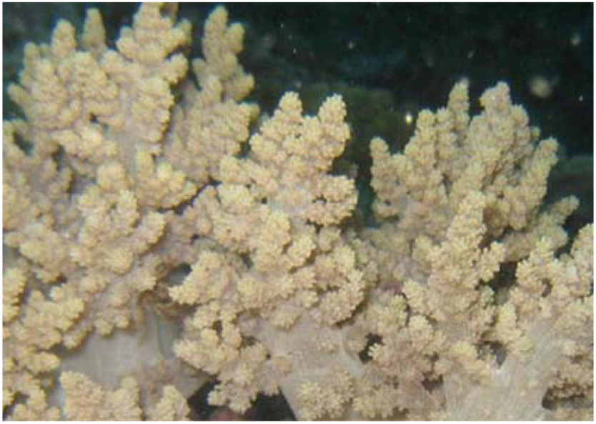 Marinedrugs 11 00571 g001 1024