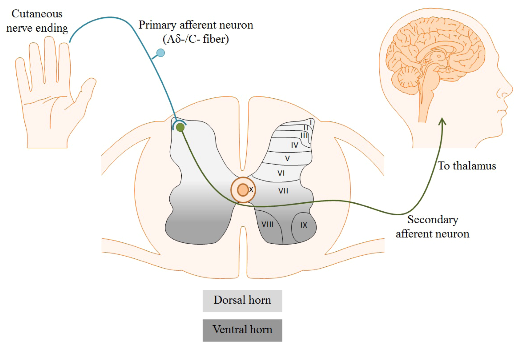 Marinedrugs 11 00680 g001