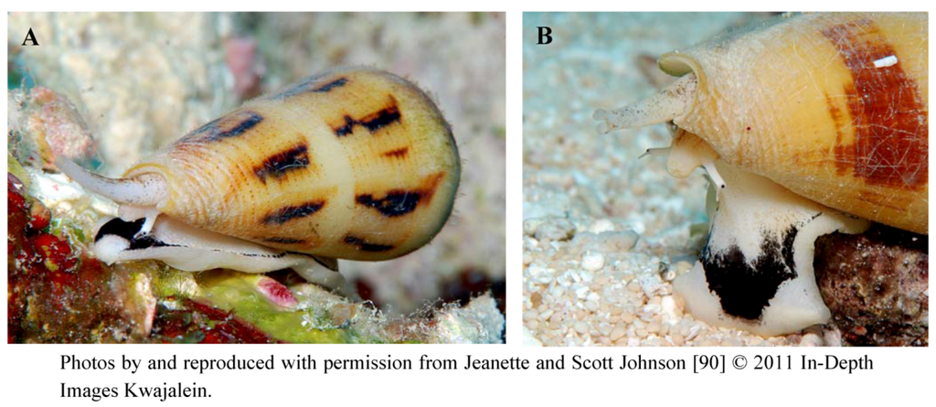 Marinedrugs 11 00680 g005 1024