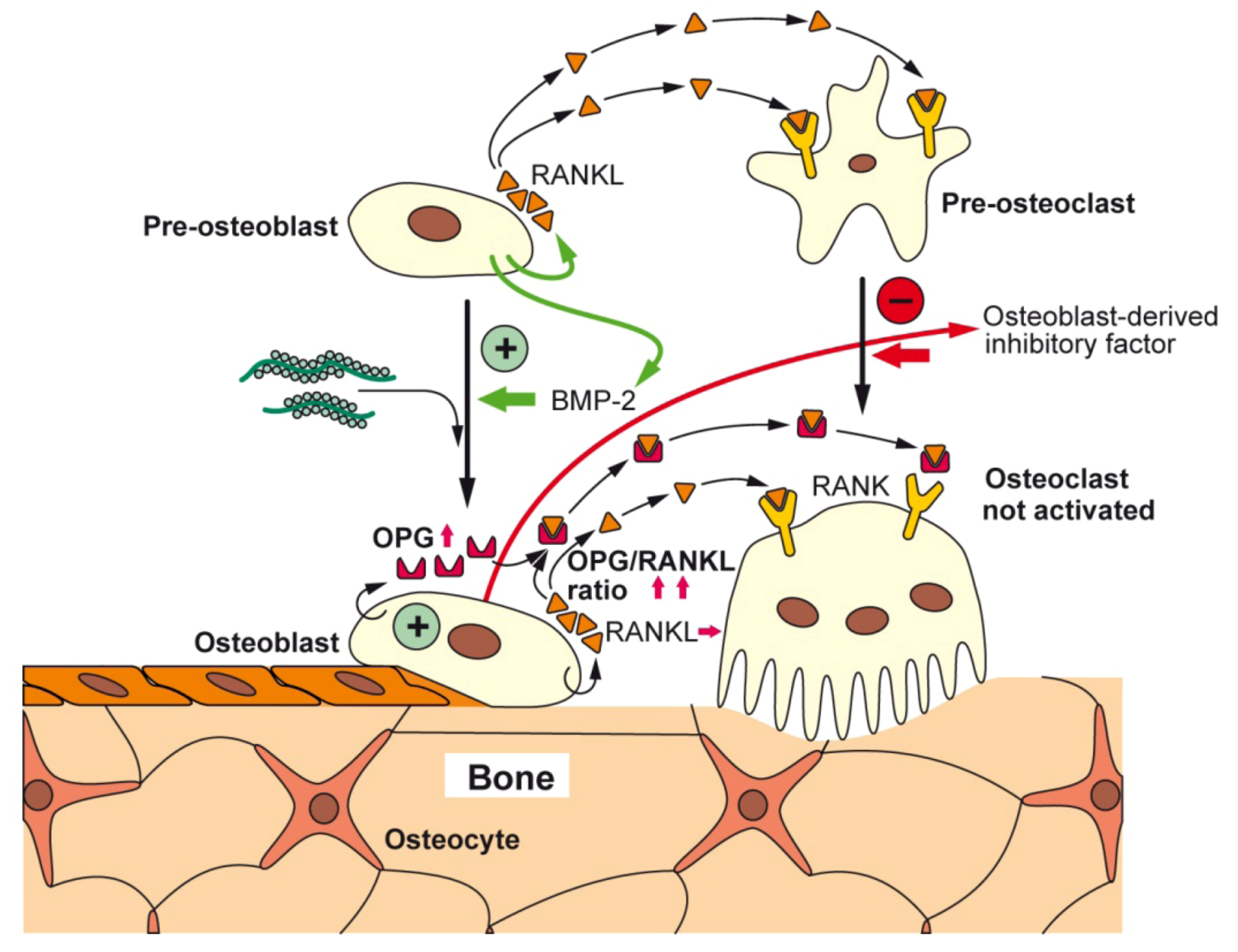 Marinedrugs 11 00718 g004